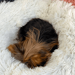 Comfy Pet Bed - ezniceshop