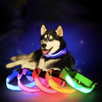 Pet LED Collar - ezniceshop